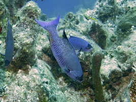 26 Creole Wrasse IMG 3702